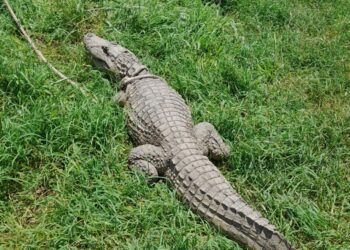 Policía Ambiental capturó un yacaré ñato en Río Ceballos