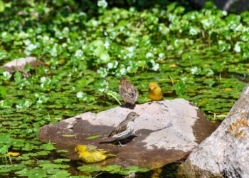 Río Ceballos: Regresaron a su hábitat 49 aves recuperadas del cautiverio