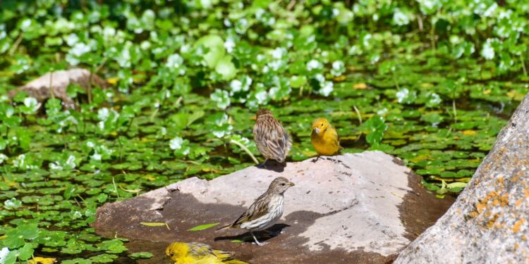 Río Ceballos: Regresaron a su hábitat 49 aves recuperadas del cautiverio