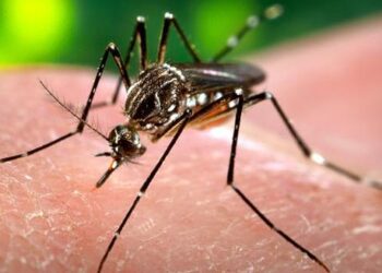 Ola de mosquitos en Córdoba: por qué ocurre y los cuidados a tener en cuenta