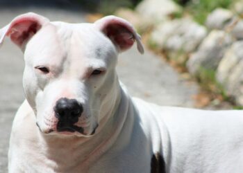 PRESENTAN UN PROYECTO DE LEY PARA PROHIBIR LOS PERROS PELIGROSOS EN CÓRDOBA