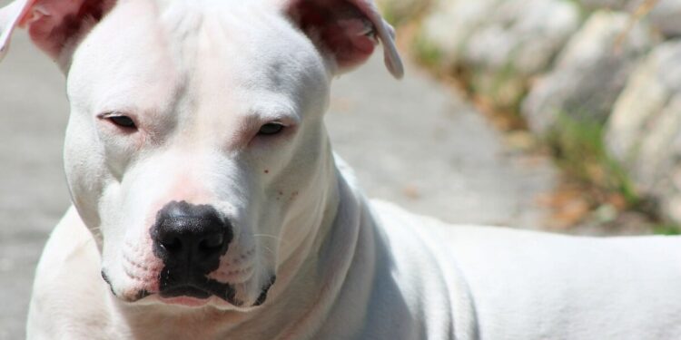 PRESENTAN UN PROYECTO DE LEY PARA PROHIBIR LOS PERROS PELIGROSOS EN CÓRDOBA