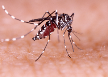 UNQUILLO: SE DETECTARON CASOS POSITIVOS DE DENGUE
