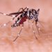 UNQUILLO: SE DETECTARON CASOS POSITIVOS DE DENGUE
