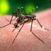 Dengue: se confirmaron dos fallecimientos en la provincia