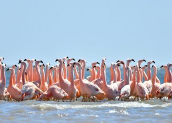 Expertos sobrevuelan Mar Chiquita para censar flamencos