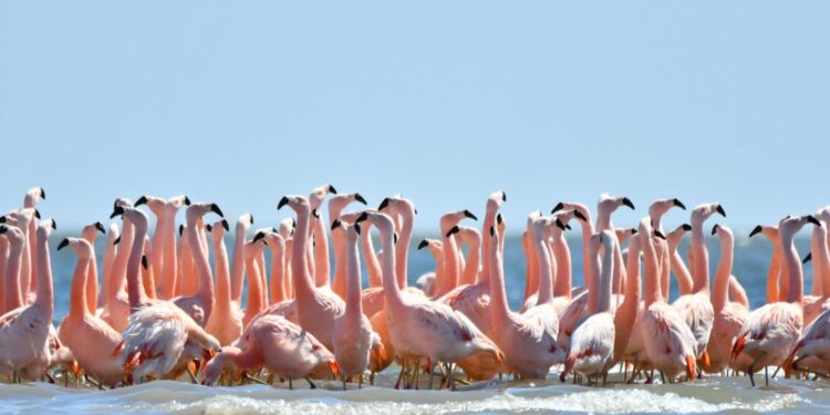 Expertos sobrevuelan Mar Chiquita para censar flamencos