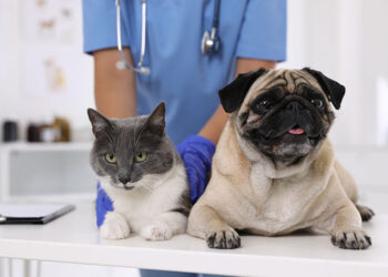 CASTRACIONES GRATUITAS PARA PERROS Y GATOS DE HOGARES DE BAJOS RECURSOS EN RÍO CEBALLOS