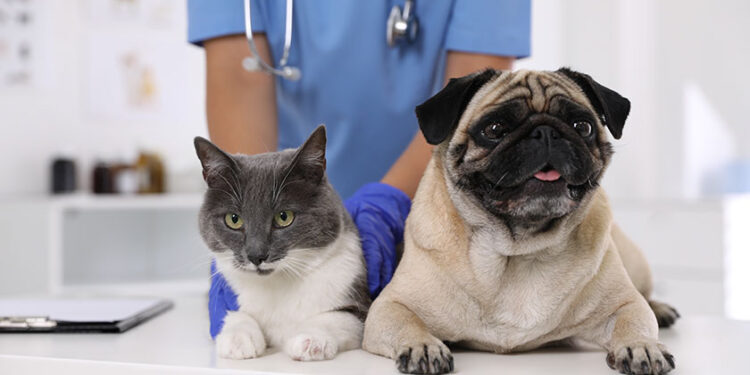 CASTRACIONES GRATUITAS PARA PERROS Y GATOS DE HOGARES DE BAJOS RECURSOS EN RÍO CEBALLOS