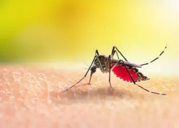 Dengue: ya hay más de 9.300 casos registrados y siete fallecidos