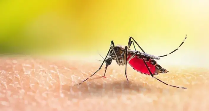 Dengue: ya hay más de 9.300 casos registrados y siete fallecidos