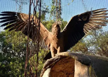 MURIÓ EL CÓNDOR CORDOBÉS QUE HABÍA NACIDO EN CAUTIVERIO Y FUE TRASLADADO A LA PATAGONIA