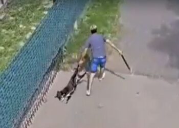 Clausuran veterinaria tras video de maltrato animal en Villa Allende