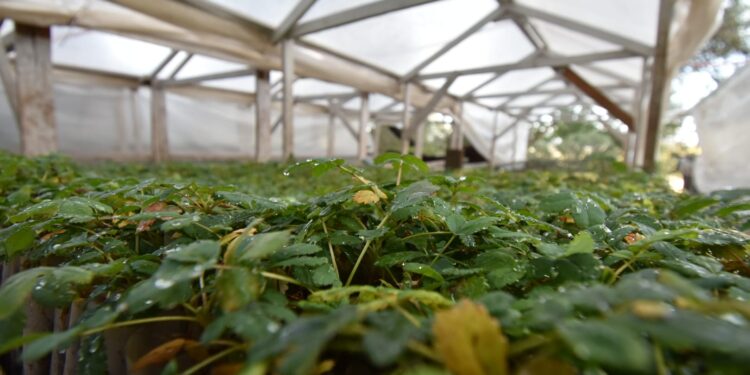 RÍO CEBALLOS: LA COOPERATIVA INICIA CAMPAÑA DE REFORESTACIÓN PARA SANAR EL PLANETA