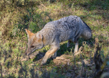 UNA LECHUZA, UN ALICUCU Y UN ZORRO REGRESARON A LA NATURALEZA