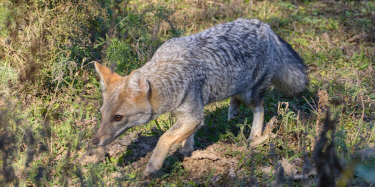 UNA LECHUZA, UN ALICUCU Y UN ZORRO REGRESARON A LA NATURALEZA