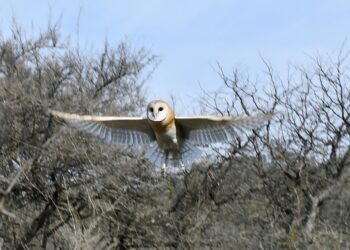 21 EJEMPLARES SILVESTRES REGRESARON A LA NATURALEZA EN LA CALERA