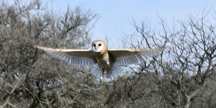 21 EJEMPLARES SILVESTRES REGRESARON A LA NATURALEZA EN LA CALERA