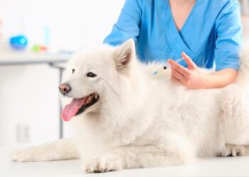 NUEVA CAMPAÑA DE VACUNACIÓN ANTIRRÁBICA GRATUITA EN RÍO CEBALLOS