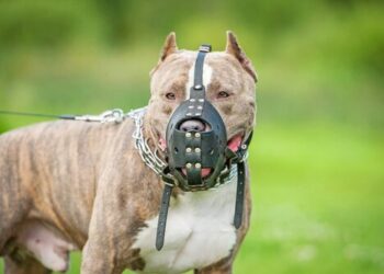 REUNIÓN PARA ABORDAR LA PROBLEMÁTICA DE PERROS POTENCIALMENTE PELIGROSOS EN SALDÁN