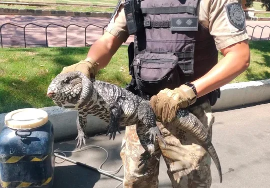 Un lagarto overo sorprende caminando por la vereda del Parque Sarmiento