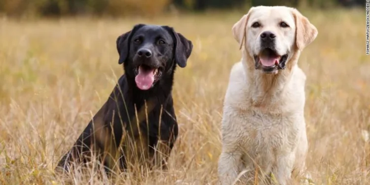 Consejos para que tu mascota no sufra con la pirotecnia
