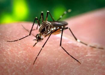 Salud actualizó la situación epidemiológica provincial de dengue
