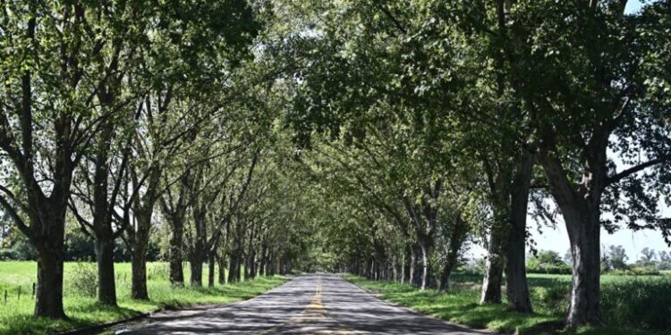 EL «TUNEL NATURAL» DE COLONIA CAROYA CUMPLE 110 AÑOS