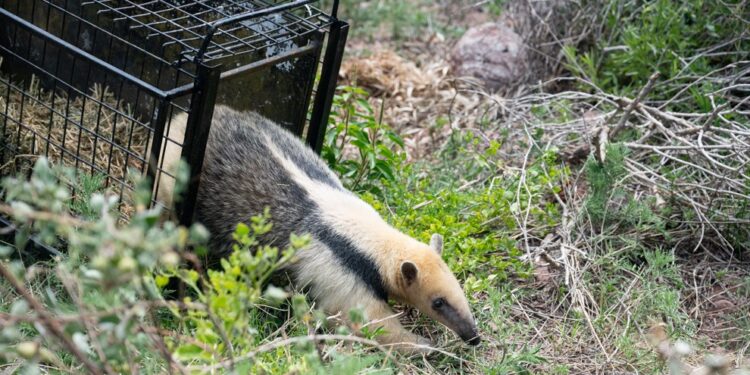 Policía Ambiental liberó un oso melero y otros 34 ejemplares de fauna silvestre